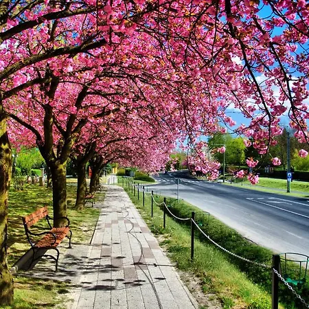 Bbbb زلاكاروس